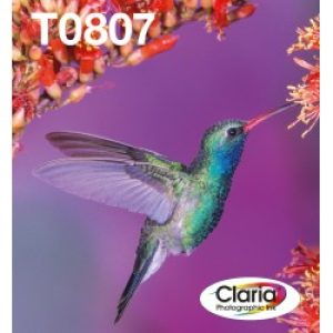 Epson Hummingbird Multipack 6 Colori T0807 Claria Photographic Ink In Confezione Easymail Packaging