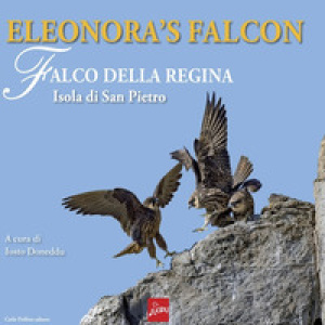 Eleonora's falcon. Falco della regina. Isola di San Pietro