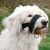 Trixie Museruola Nylon per Cane