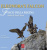 Eleonora’s falcon. Falco della regina. Isola di San Pietro
